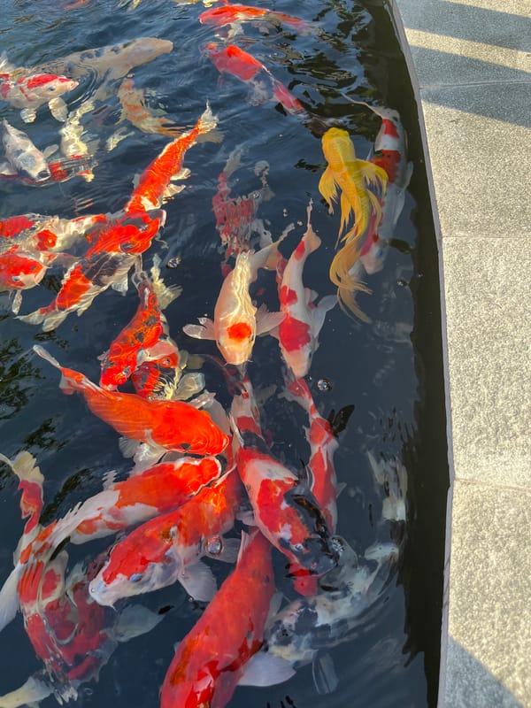 Feeding koi and hanging at a Bali beach club