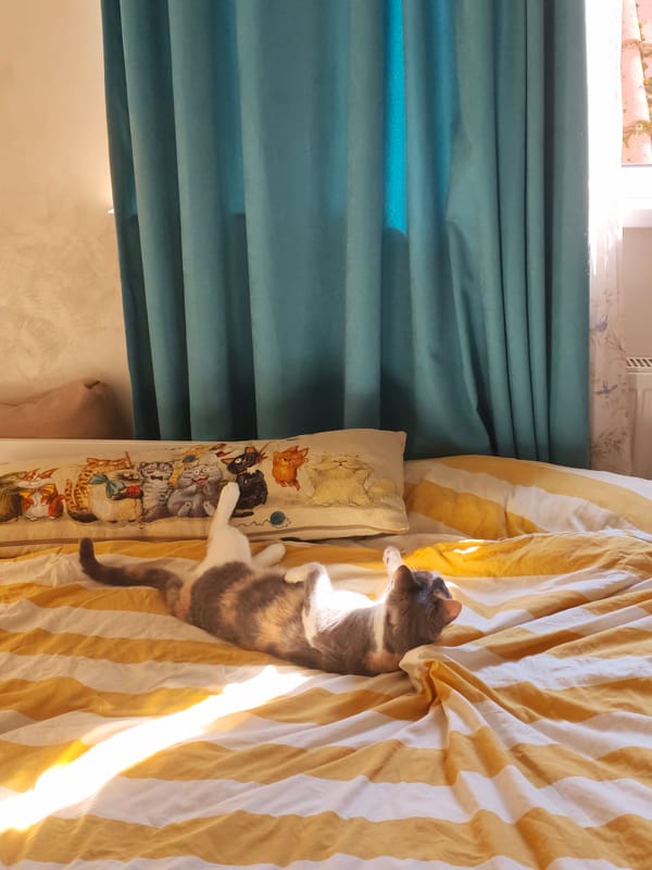 Calico cat lounges and grooms on striped bedding in Sochi