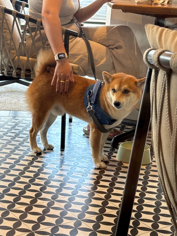 Early morning pet encounter and beverage prep in Thailand