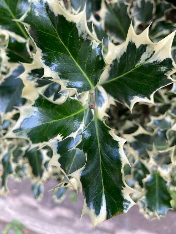 Quiet afternoon snapshots: plants, beaches, and everyday outdoor life