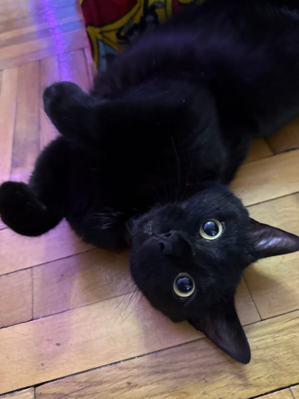 Moscow resident documents cat, chainmail fashion, art activities