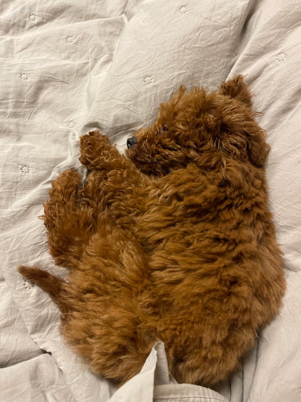 Dog sleeps peacefully on bed in Sofia