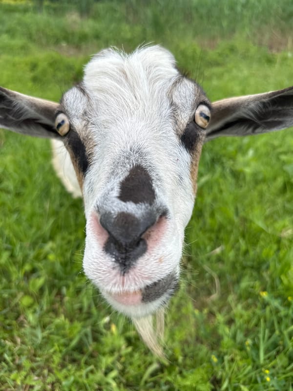 Goat hand-fed bread in grassy field