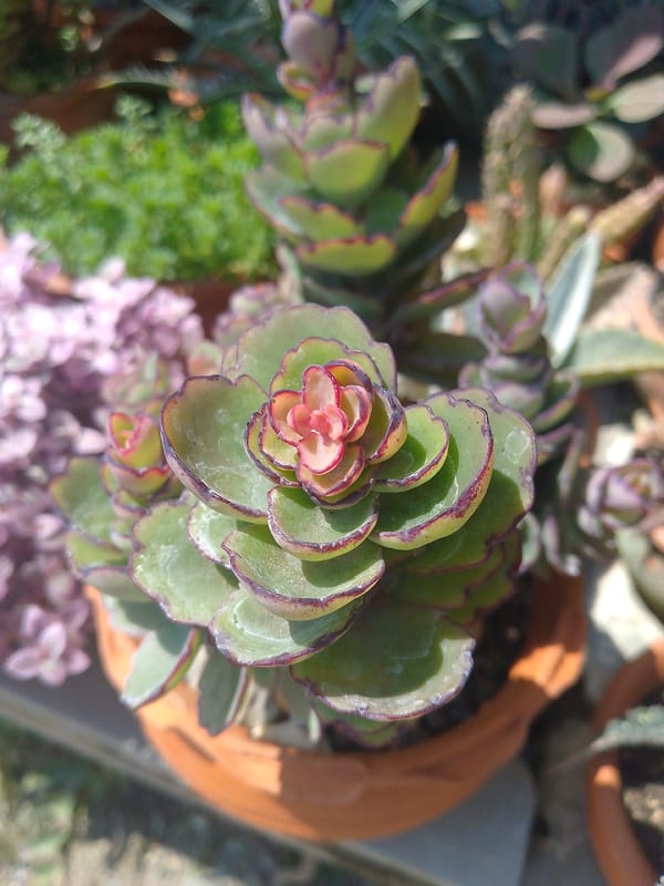 Succulent plant collection photographed in Tinaquillo, Venezuela