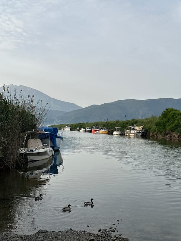 Ducks swim in Fethiye canal amid moored boats
