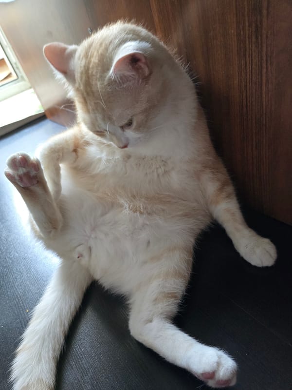 Cats relaxing at home while potato salad gets made