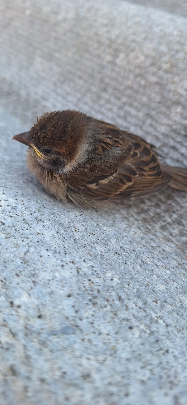 Injured sparrow found and picked up in Chornobai