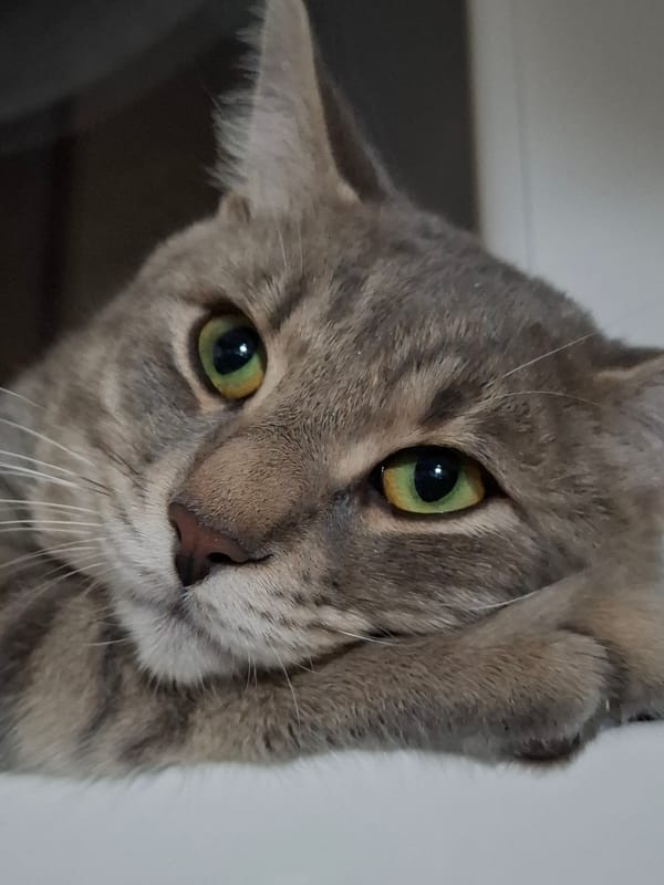 Gray tabby cat photographed in multiple poses in Novi Sad