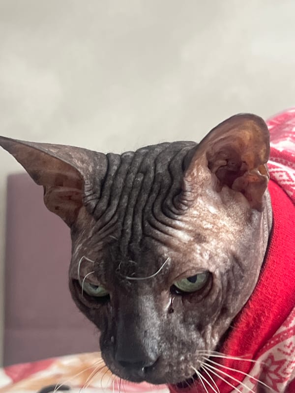 Sphynx cat in sweater photographed with crafts in Votkinsk