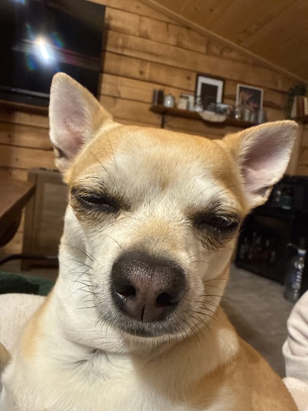 Small dog sleeps peacefully indoors in Ralevo, Bulgaria