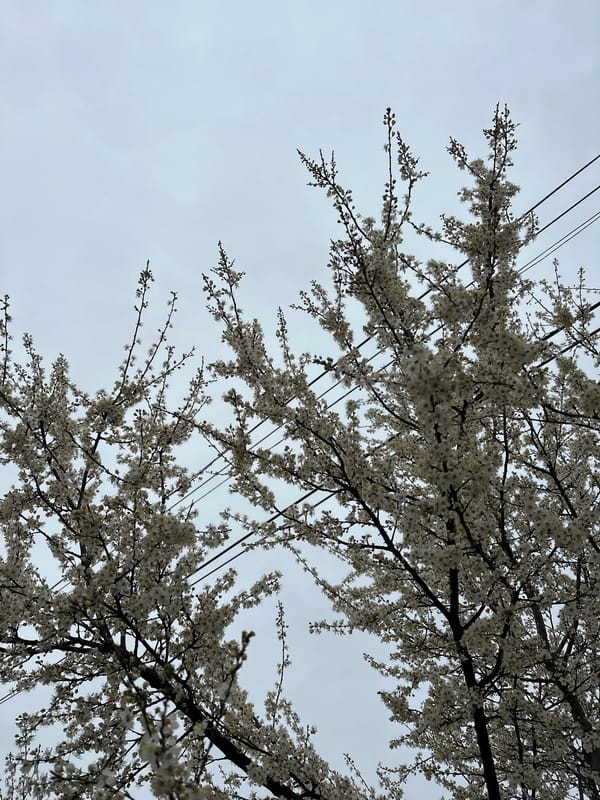Spring blossoms and dog spotted in Malevo Bulgaria