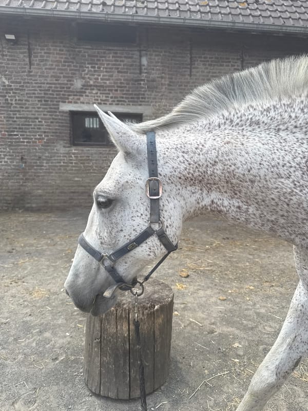 Horses at a Belgian equestrian property on a summer afternoon
