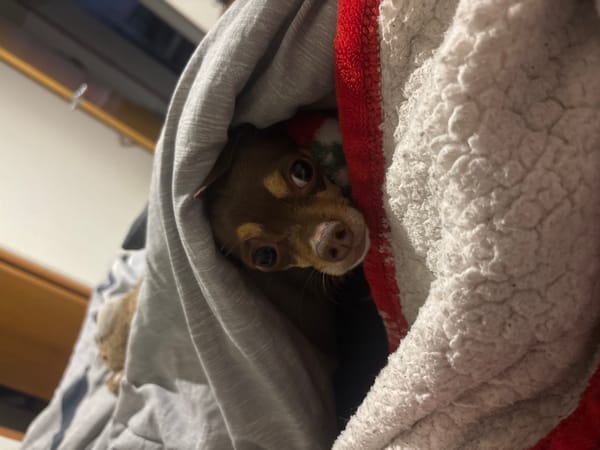 Small Chihuahua observed in early morning hours in Puebla