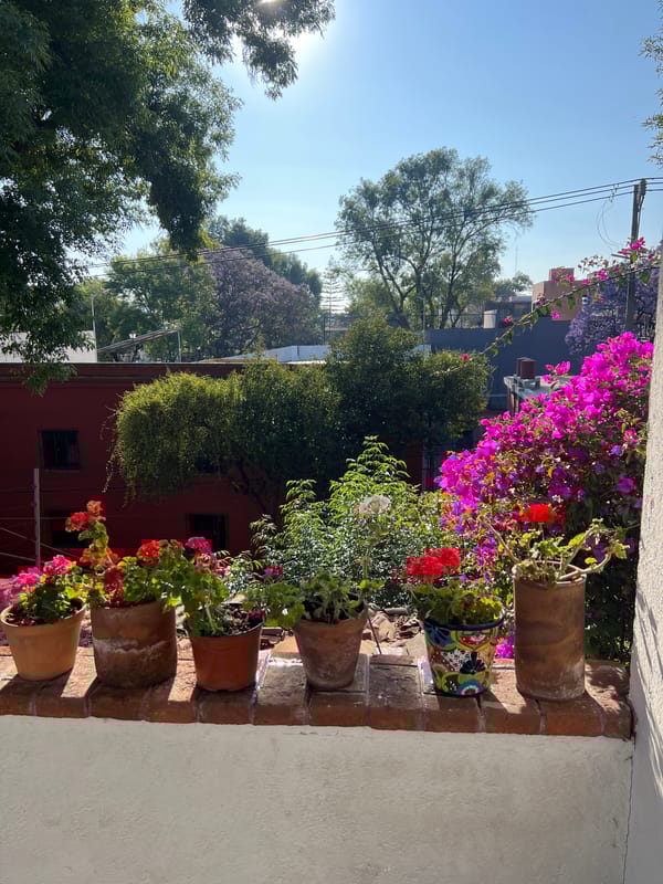 Garden display with flowering geraniums documented in Mexico City