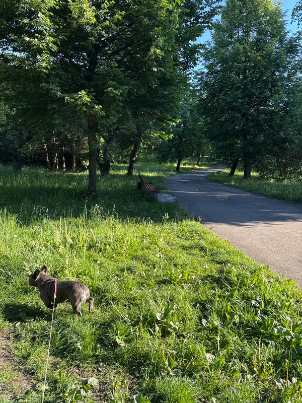 Early Morning Dog Walk Captured in Ternopil Park