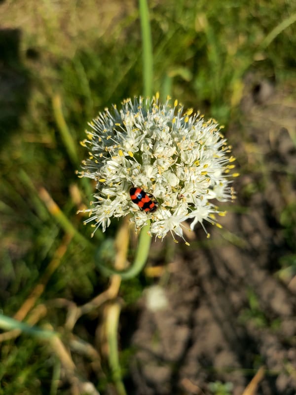 Summer garden in Kremenchuk: flowers, fruit, and a ladybug