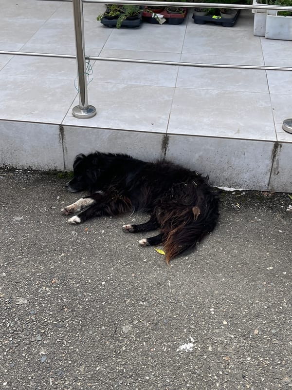 Morning street-level snapshots from Donskoye, Russia