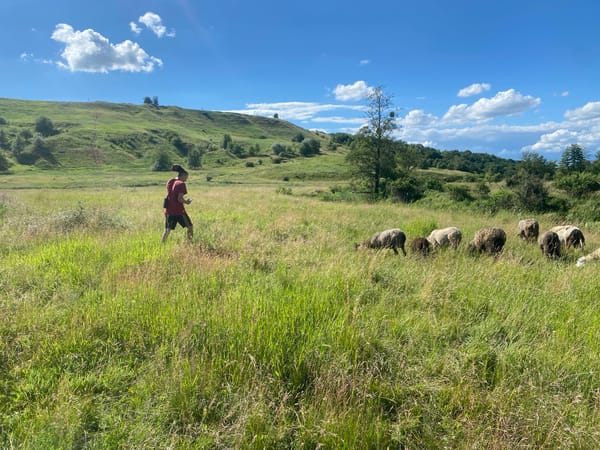 Sheep and goats grazing Ukrainian countryside meadows