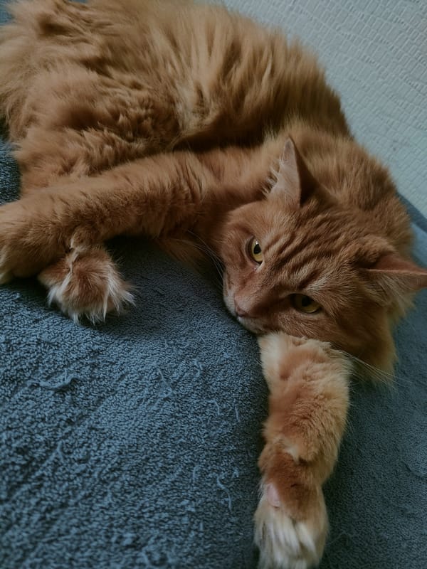 Ginger cat rests beside breakfast setup in Ufa home