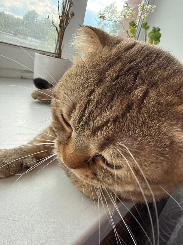 A city afternoon: parks, sculptures, trains, and a tabby cat