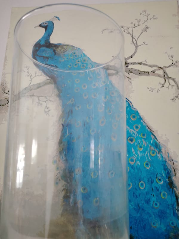 Gray tabby cat observed in multiple indoor locations