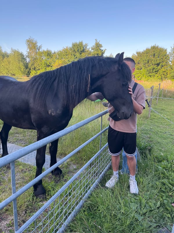 Dark horses in a Dutch field, early evening
