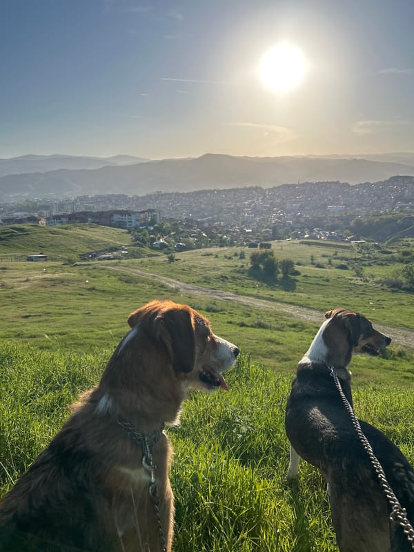 Two dogs spotted on sunny hillside in Polenitsa, Bulgaria