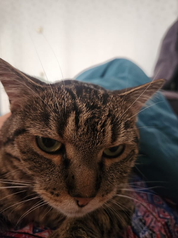 Close-up portrait of a green-eyed tabby cat in Vniissok