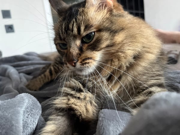 Tabby cat on a gray blanket, 20 close-up angles