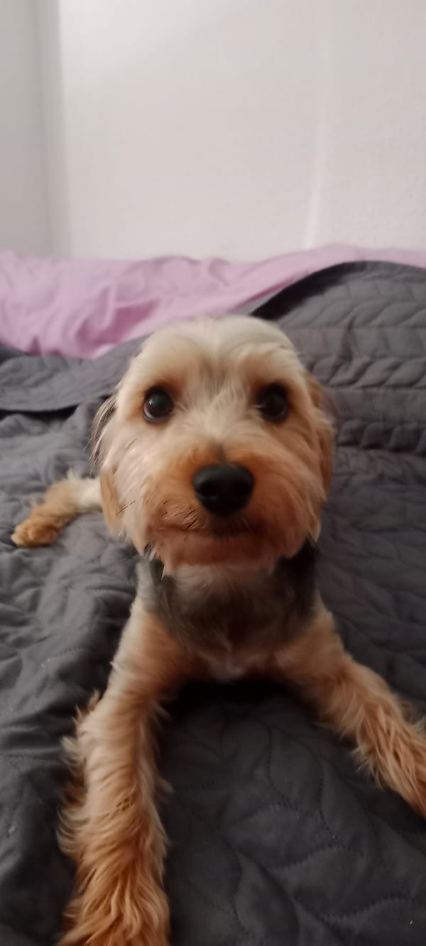 Yorkshire Terrier relaxes around a Galapagar home on a July morning