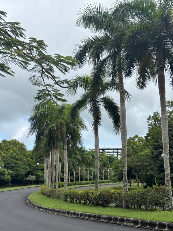 Morning cafe moments and palm trees documented by witness