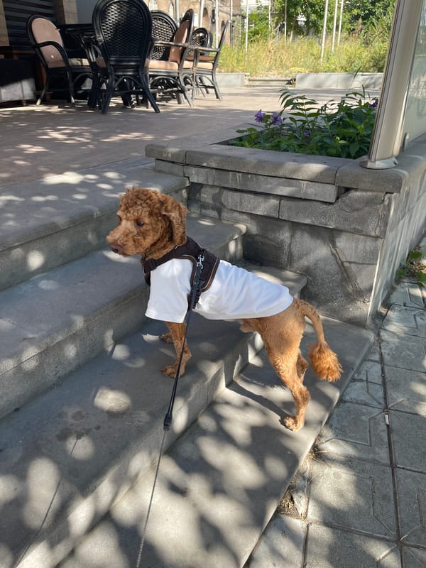 Poodle in a shirt and a startled cat on concrete