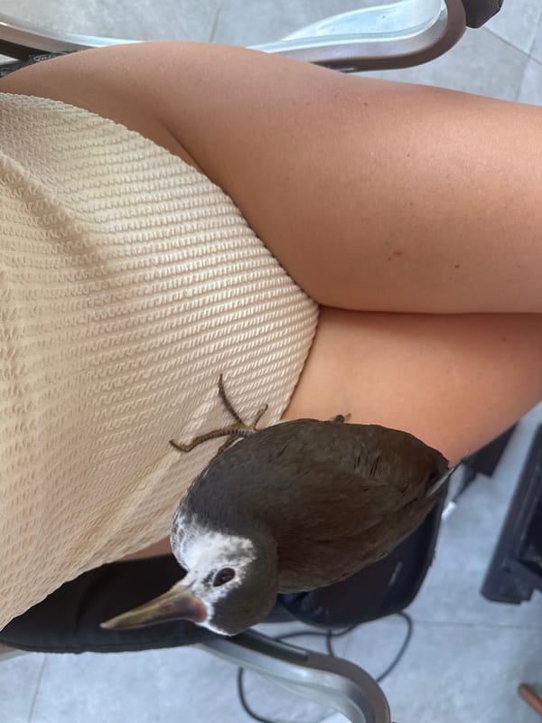 Curious moorhen explores coffee cups, befriends customer in Indonesian café