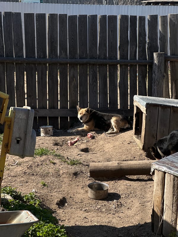 Dogs spotted in fenced yard in Chaikovsky, Russia