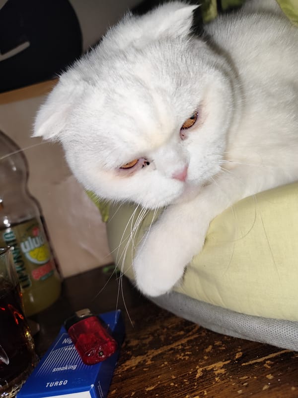 White cat rests beside personal items in Istanbul home