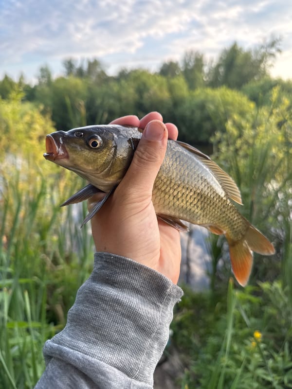 Fresh catch held up streamside in Bigila, Russia