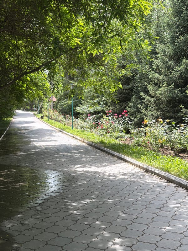 Garden walk through a flowering residential neighborhood on a summer morning