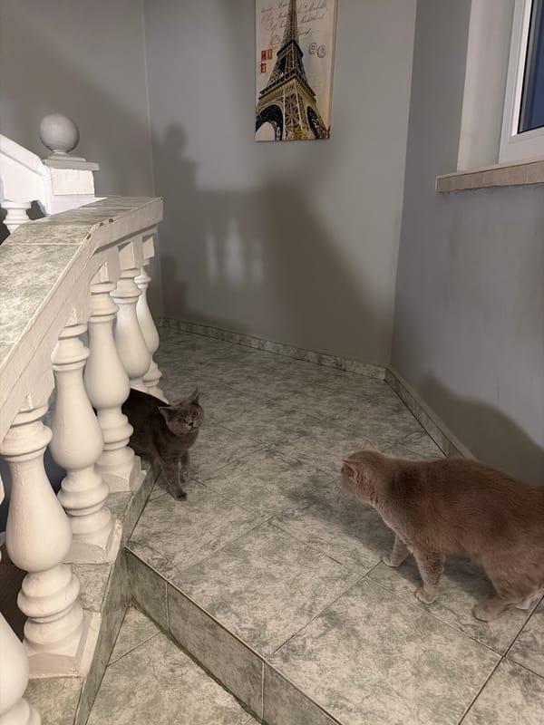 Two cats spotted indoors in Stara Zagora building