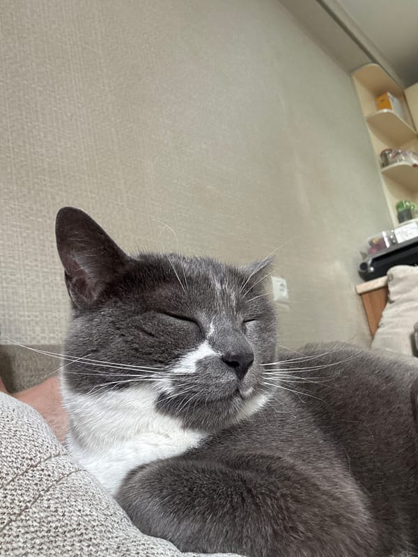 Cat naps near gaming controller in Tbilisi apartment