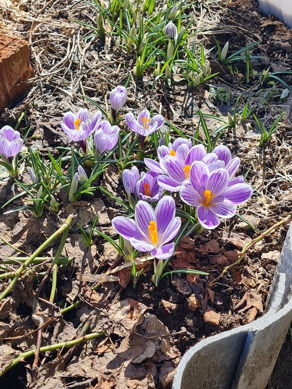 Spring flowers bloom through melting snow in Russian village
