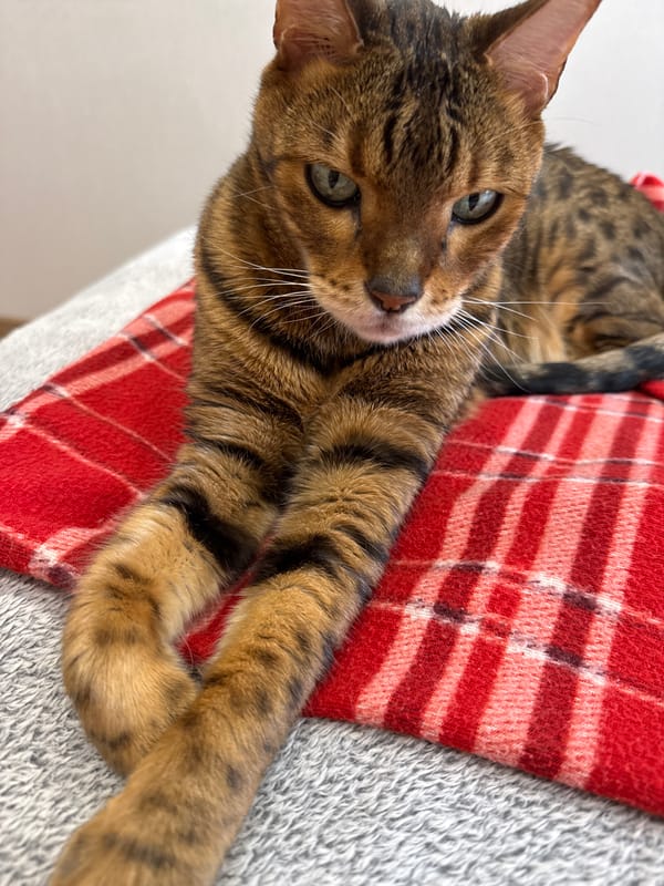 Bengal cat relaxing on plaid blanket, multiple views