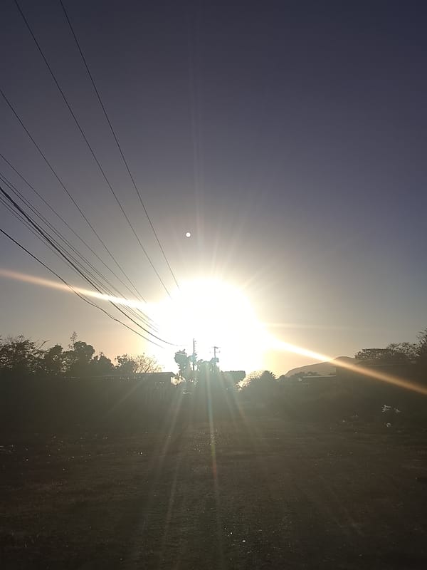 Sheep graze in rural Altagracia, Venezuela countryside scene