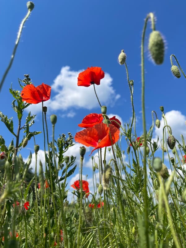 Red poppies bloom in Ukrainian field near Popasne