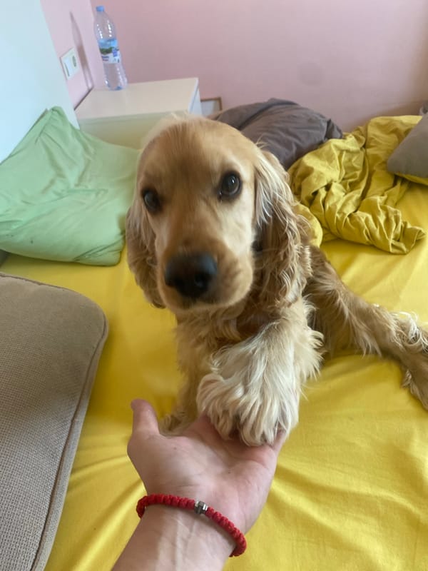 Golden cocker spaniel puppy photographed resting with owner in Bulgaria