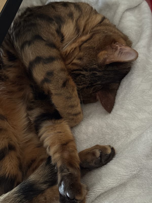 Bengal Cat Rests During Morning Hours in Urban Setting