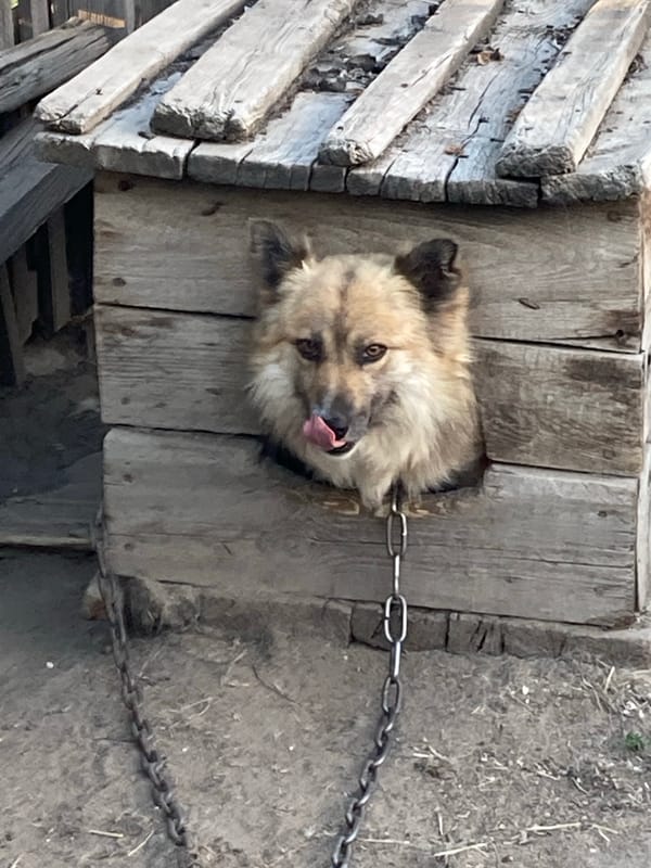 Chained dog on a wooden platform in rural Rakity, Russia