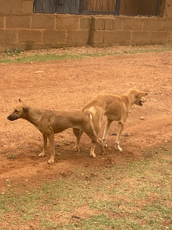 Dogs mating and playing observed in Bukuru, Nigeria morning