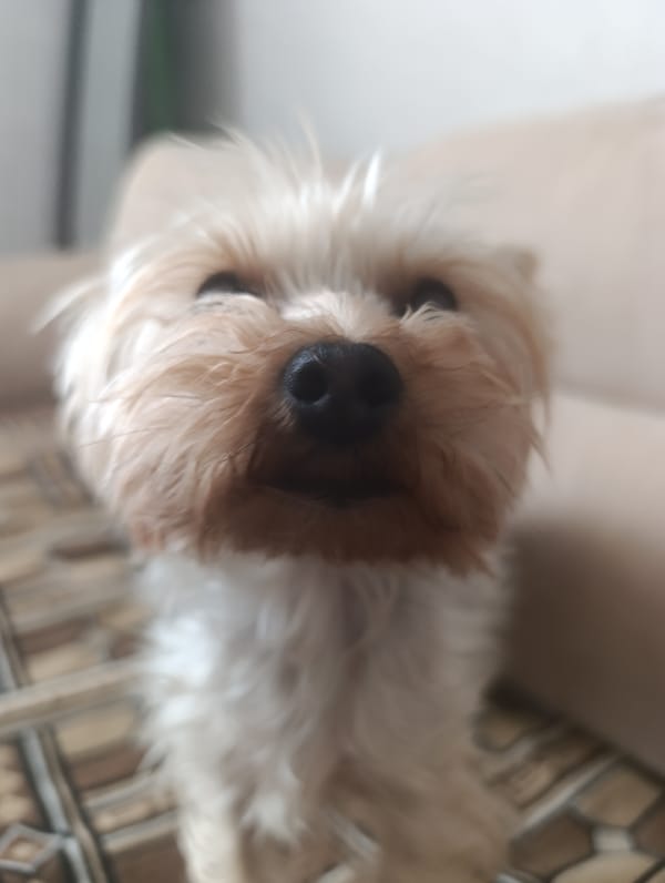 Beach day with Yorkshire Terrier and afternoon tea