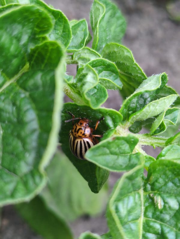 Garden tour captures blooming flowers and vegetables in Kulebaki