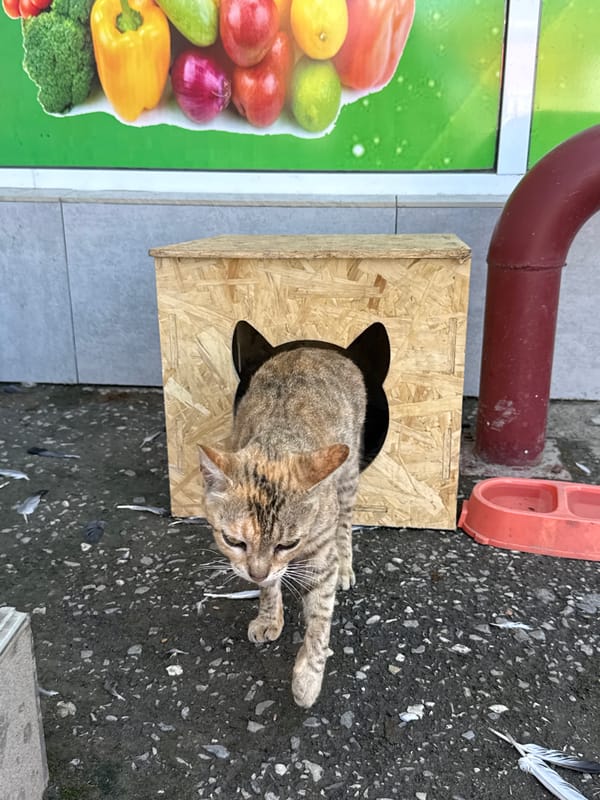 Cats, a DIY shelter, and a mosque in Mayrtup